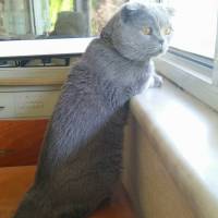 Scottish Fold, Kedi  MARS fotoğrafı