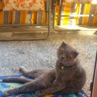 Scottish Fold, Kedi  MARS fotoğrafı