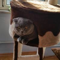 Scottish Fold, Kedi  MARS fotoğrafı