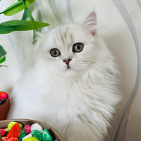 British Longhair, Kedi  luna fotoğrafı