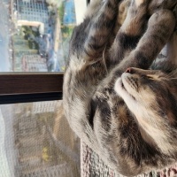 Tekir Kedi, Kedi  MİNNOŞ fotoğrafı