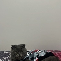 Scottish Fold, Kedi  Gölge fotoğrafı