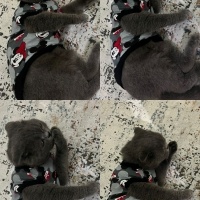 Scottish Fold, Kedi  Gölge fotoğrafı