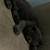 Scottish Fold, Kedi  Gölge fotoğrafı