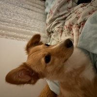 Pappilon, Köpek  Sasha fotoğrafı