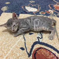 Tekir Kedi, Kedi  İsinsiz fotoğrafı