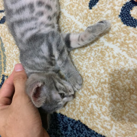 Tekir Kedi, Kedi  İsinsiz fotoğrafı