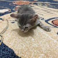 Tekir Kedi, Kedi  İsinsiz fotoğrafı