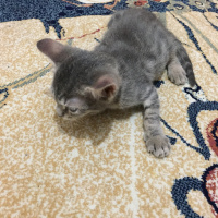 Tekir Kedi, Kedi  İsinsiz fotoğrafı