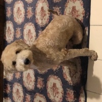 Poodle (Minyatür Kaniş), Köpek  Euro fotoğrafı