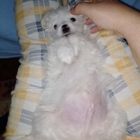 Maltese, Köpek  Lucky fotoğrafı