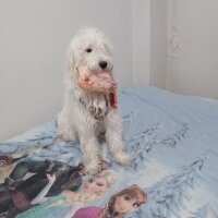 Maltese, Köpek  Lucky fotoğrafı