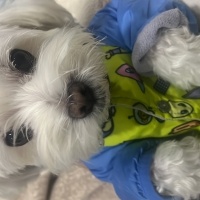 Maltese, Köpek  Zeus fotoğrafı