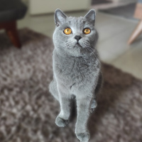 British Shorthair, Kedi  Gönül fotoğrafı