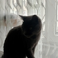 Mavi Rus, Kedi  Şubat fotoğrafı