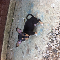 Chihuahua, Köpek  Yok  fotoğrafı
