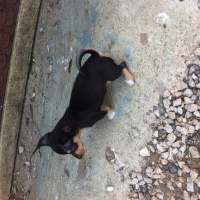 Chihuahua, Köpek  Yok  fotoğrafı