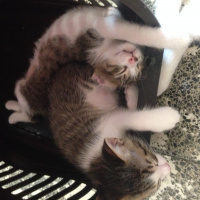 Van Kedisi, Kedi  Dolunay fotoğrafı