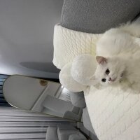 British Longhair, Kedi  Vera fotoğrafı