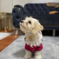 Maltese, Köpek  Cookie fotoğrafı