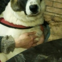St. Bernard (Saint Bernard), Köpek  ARYON fotoğrafı