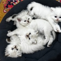 Scottish Fold, Kedi  Scotish fold detaylı bilgi için iletişime geçiniz fotoğrafı