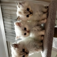 Scottish Fold, Kedi  Scotish fold detaylı bilgi için iletişime geçiniz fotoğrafı