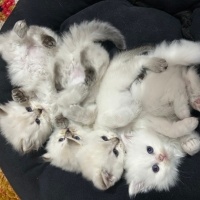 Scottish Fold, Kedi  Scotish fold detaylı bilgi için iletişime geçiniz fotoğrafı