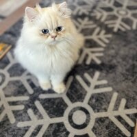 Exotic Shorthair, Kedi  lara fotoğrafı