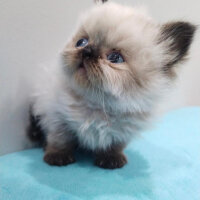 Exotic Shorthair, Kedi  lara fotoğrafı