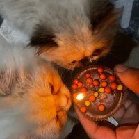 Exotic Shorthair, Kedi  lara fotoğrafı