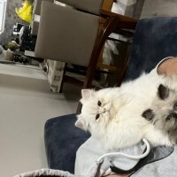 Exotic Shorthair, Kedi  lara fotoğrafı