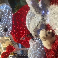 Maltese, Köpek  Çilek fotoğrafı