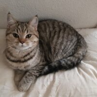 British Shorthair, Kedi  Nalân fotoğrafı