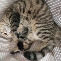 British Shorthair, Kedi  Nalân fotoğrafı