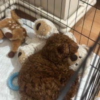 Poodle (Minyatür Kaniş), Köpek  LEO fotoğrafı