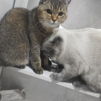 British Shorthair, Kedi  Ceku fotoğrafı