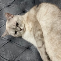 British Shorthair, Kedi  Boncuk fotoğrafı
