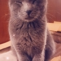 Mavi Rus, Kedi  Duman fotoğrafı