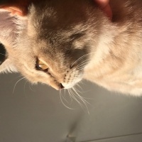 British Shorthair, Kedi  Latte fotoğrafı