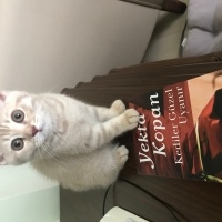 British Shorthair, Kedi  Latte fotoğrafı