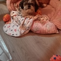 Shih Tzu, Köpek  Çakıl fotoğrafı
