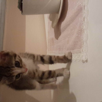 Tekir Kedi, Kedi  badem fotoğrafı