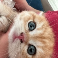 British Shorthair, Kedi  Boncuk fotoğrafı