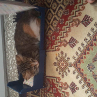 Tekir Kedi, Kedi  fıstık  fotoğrafı