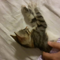 Tekir Kedi, Kedi  fıstık  fotoğrafı