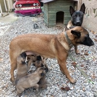 Belçika Malinois, Köpek  Kurt fotoğrafı