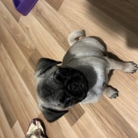 Pug, Köpek  İsmi yok fotoğrafı