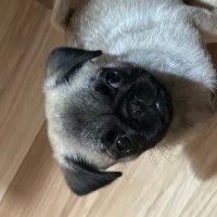 Pug, Köpek  İsmi yok fotoğrafı