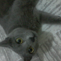 Mavi Rus, Kedi  Pamuk hanım fotoğrafı